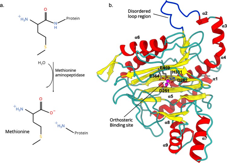General reaction for the removal of initiator methionine from the newly synthesized polypeptide chain (a) and structure of MetAP-2 (b).