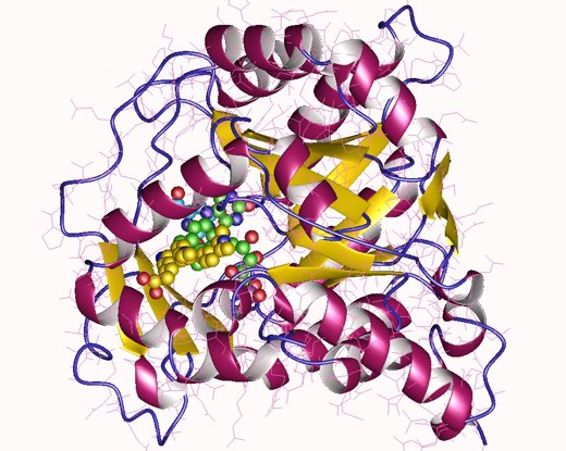 Crystal structure of DHODH monomer with inhibitor.