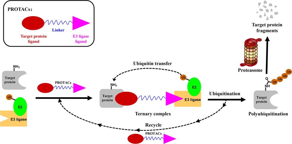 The mechanistic schematic diagram of Protein Degraders-mediated protein degradation.