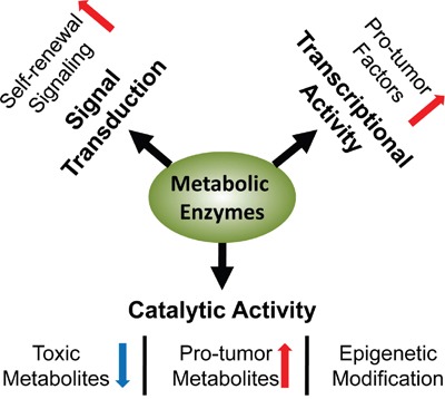 Catalytic activities and transcriptional activities of metabolic enzymes in cancer stem-like cells (CSCs).