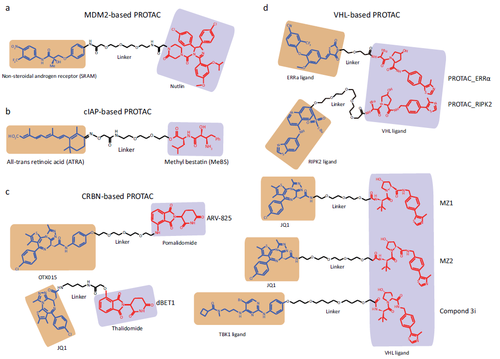 Chemical structures of all-small-molecule Protein Degraders. 
