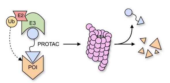 Schematic representation of the protein degradation mechanism of action. (OA Literature)