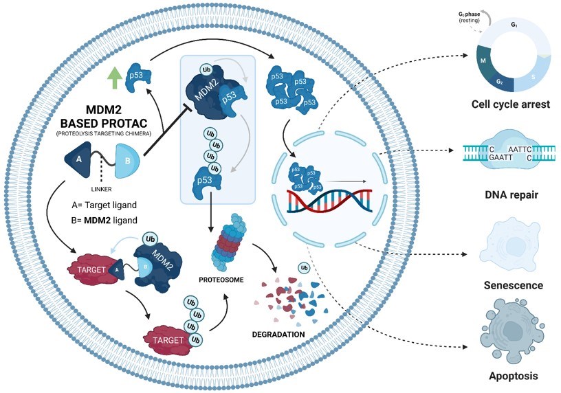 Protein Degraders targeting MDM2 for drug strategy of cancer treatment.
