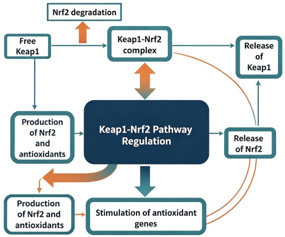 KEAP1-based protein degradation. (Creative Biolabs AI)