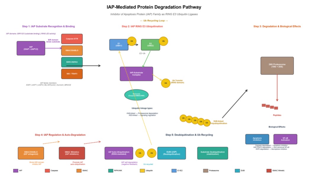 The IAP-mediated protein degradation. (Creative Biolabs AI)