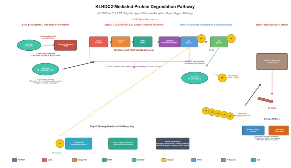 The KLHDC2-mediated protein degradation. (Creative Biolabs AI)
