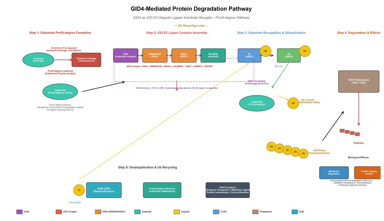 The GID4-based protein degradation. (Creative Biolabs AI)