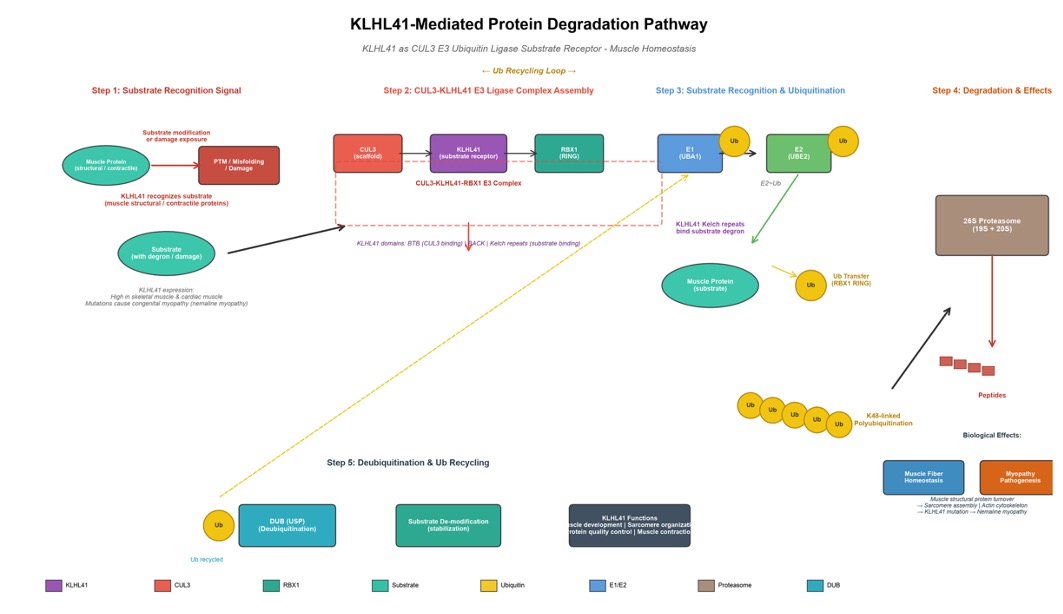 The KLHL41-based protein degradation. (Creative Biolabs AI)