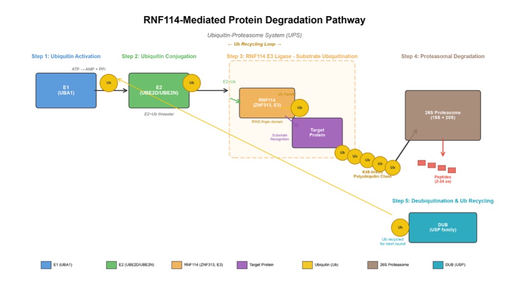RNF114-based protein degradation. (Creative Biolabs AI)