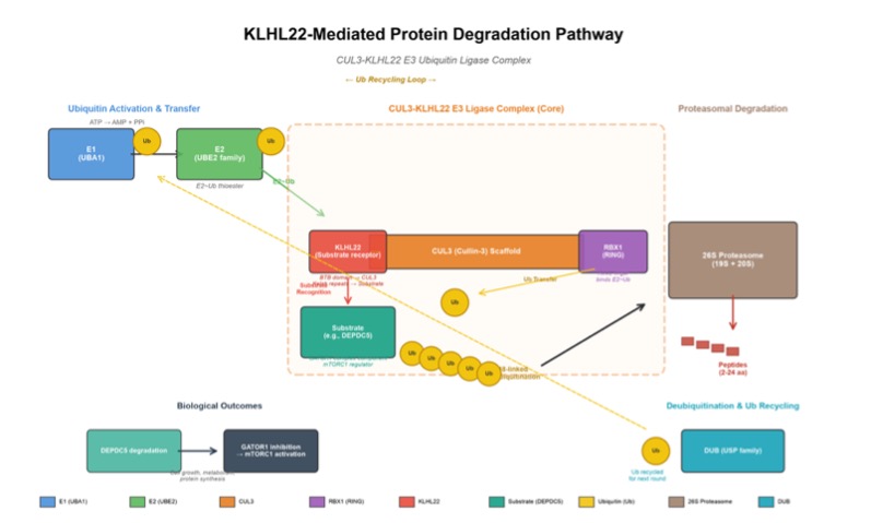 KLHL22-based protein degradation. (Creative Biolabs AI)