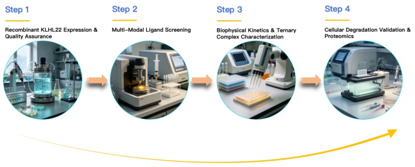 Workflow of KLHL22 based Protein Degrader Ligand Screening Service. (Creative Biolabs Original)
