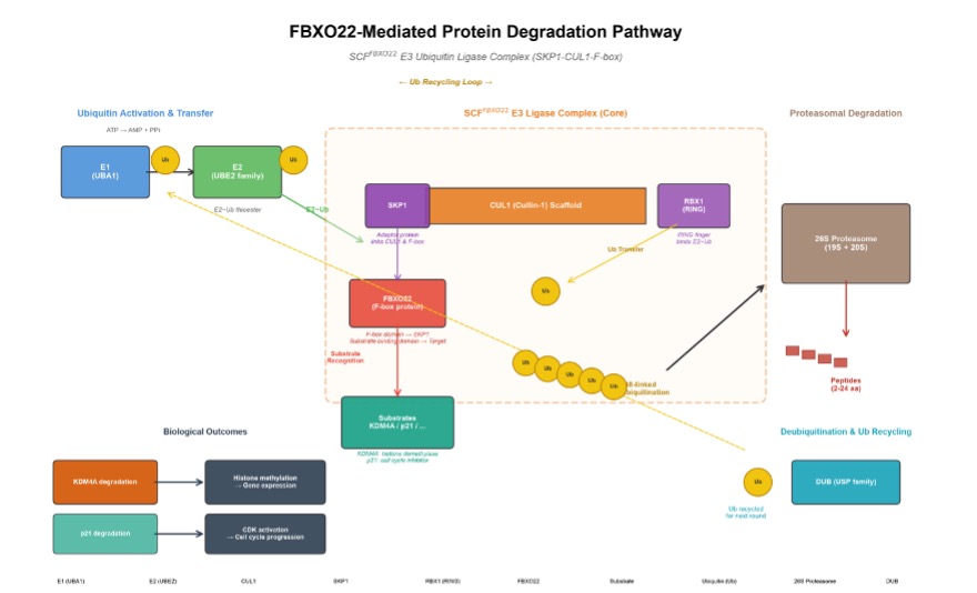 FEXO22-based protein degradation. (Creative Biolabs AI)