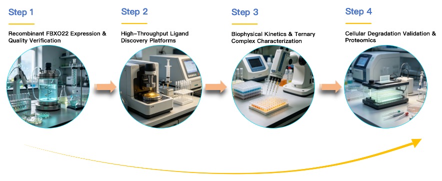 Workflow of FBXO22 based Protein Degrader Ligand Screening Service. (Creative Biolabs Original)
