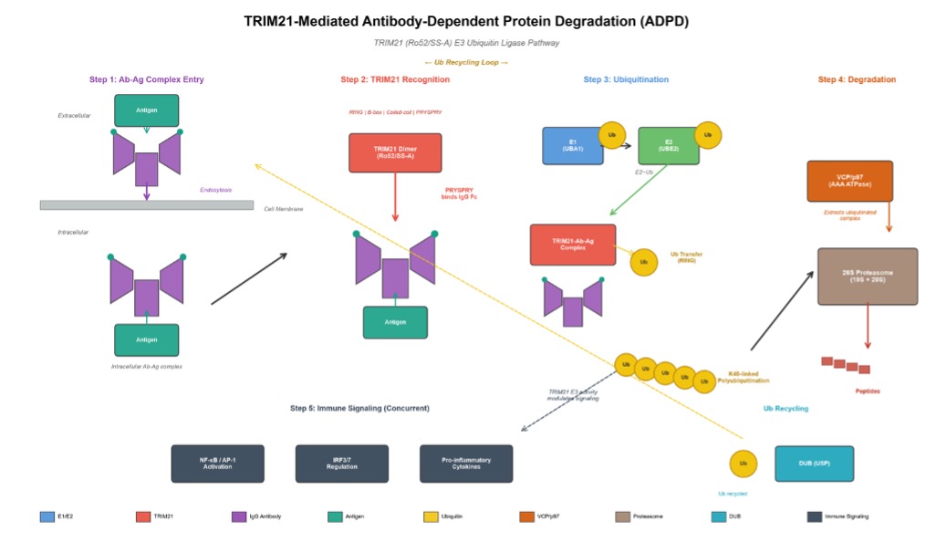 The TRIM21-based protein degradation. (Creative Biolabs AI)