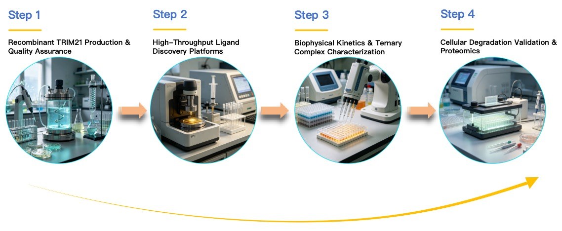 Workflow of TRIM21 based Protein Degrader Ligand Screening Service. (Creative Biolabs Original)