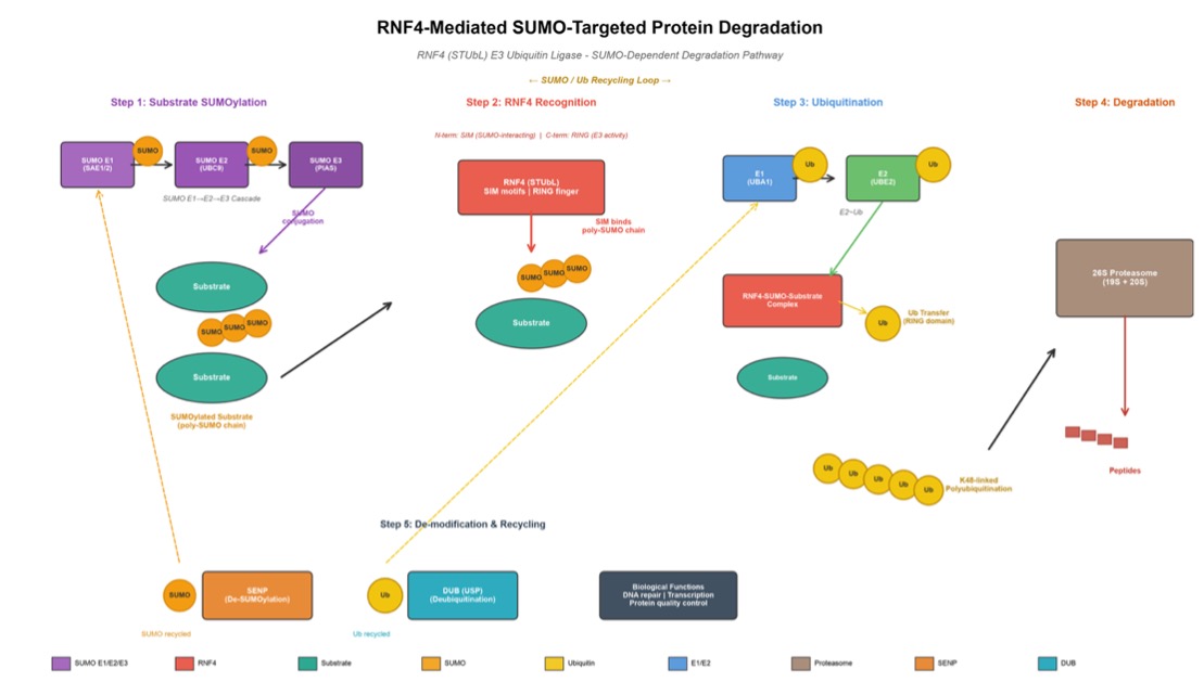 The RNF4-based protein degradation. (Creative Biolabs AI)