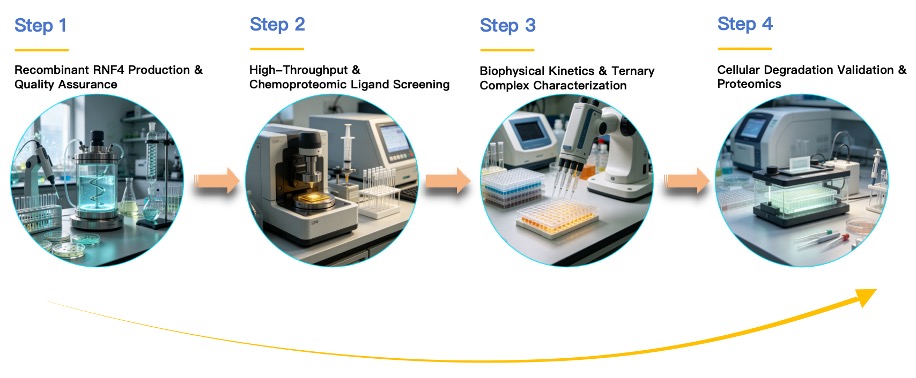 Workflow of RNF4 based Protein Degrader Ligand Screening Service. (Creative Biolabs Original)