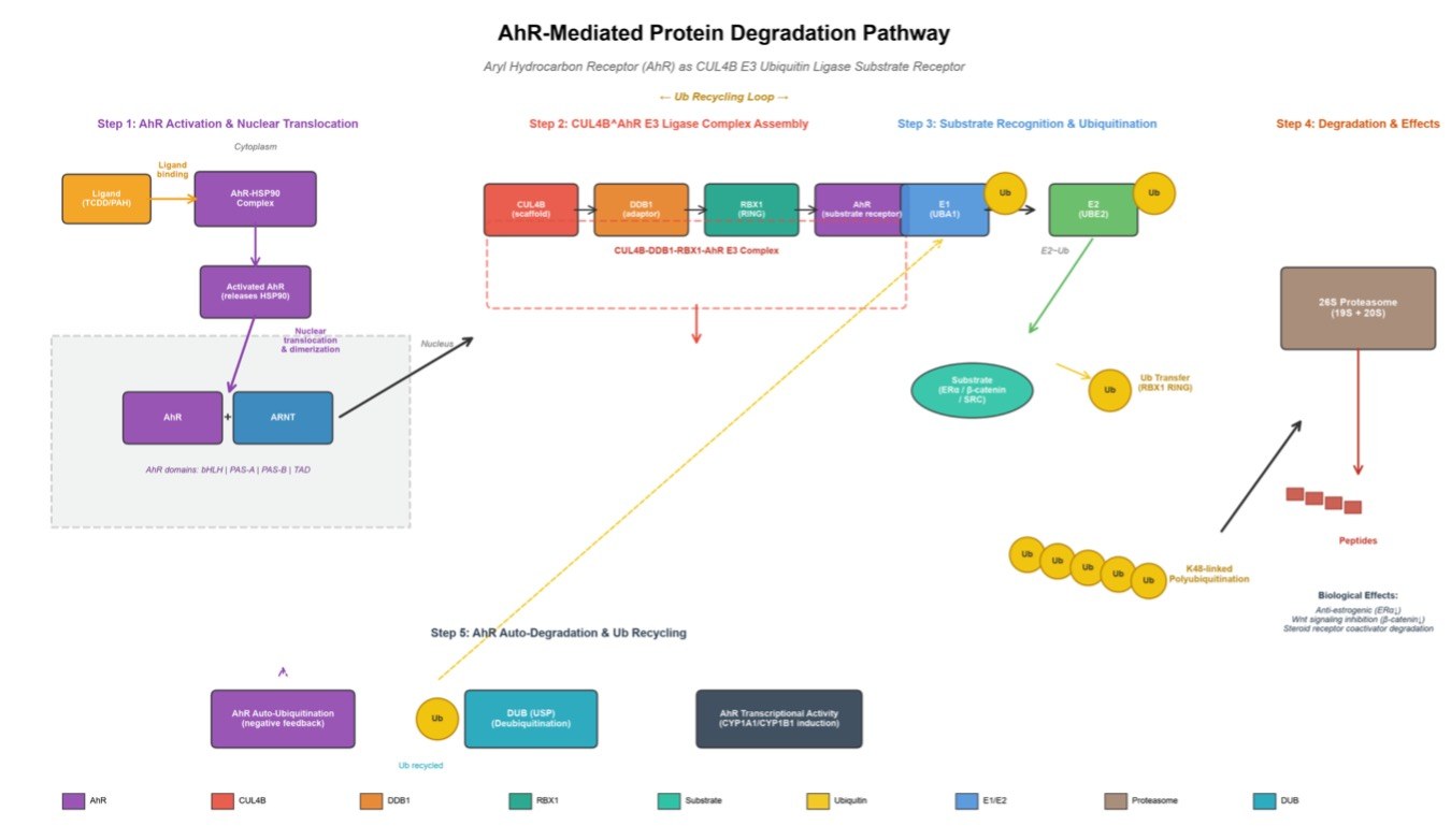 The AhR-based protein degradation. (Creative Biolabs AI)