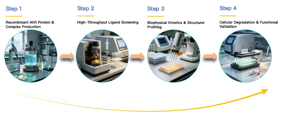 Workflow of AHR based Protein Degrader Ligand Screening Service. (Creative Biolabs Original)