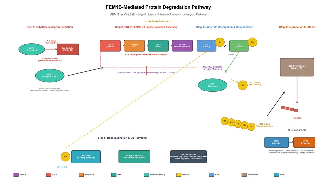 The FEM1B-based protein degradation. (Creative Biolabs AI)