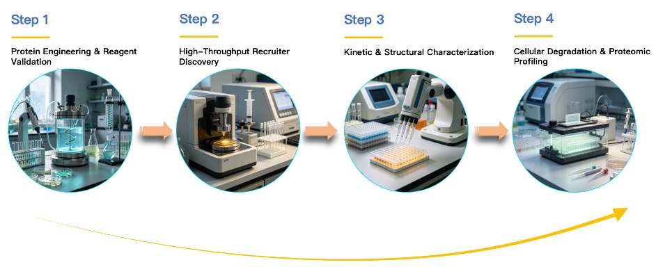 Workflow of FEM1B based Protein Degrader Ligand Screening Service. (Creative Biolabs Original)