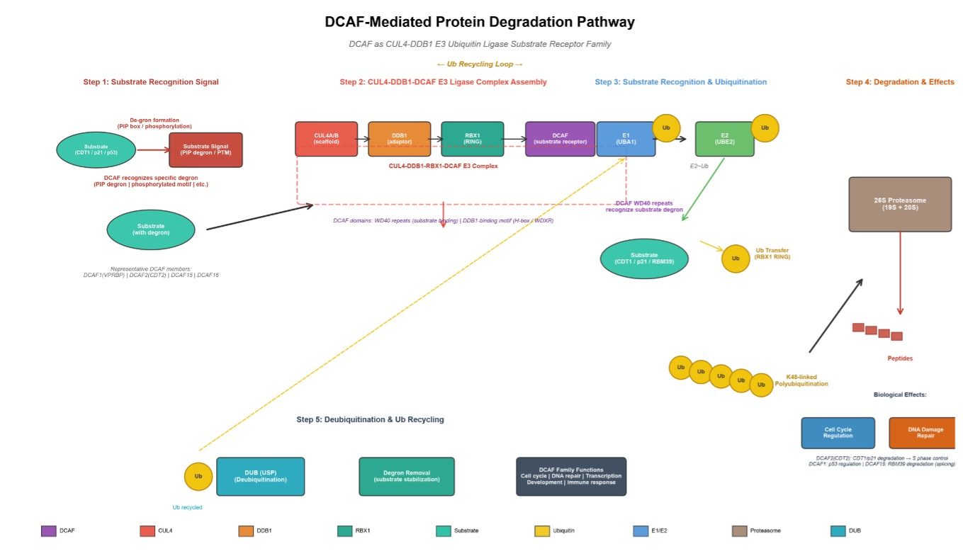 The DCAF-based protein degradation. (Creative Biolabs AI)