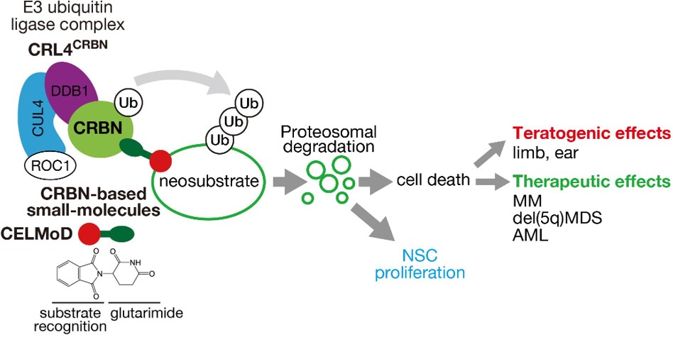 Mechanism of action of CRL4CRBN E3 ubiquitin ligase and its effects through CRBN-based small molecules.