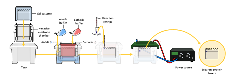 Workflow of western blot.
