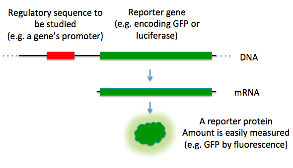 Workflow of reporter gene assay.