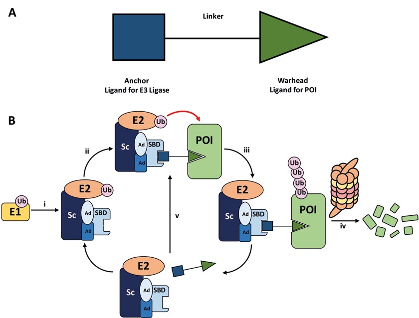 Mechanism of proteolysis targeting chimera-mediated target degradation via RING-type E3 ligases.