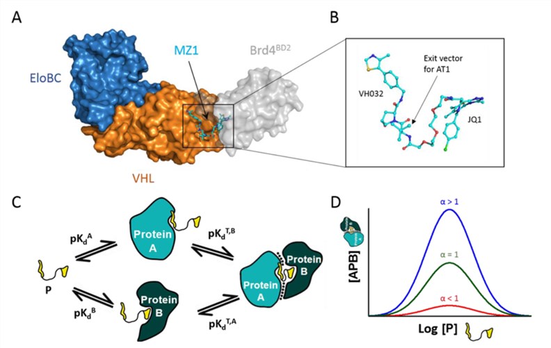 Crystal structure and biophysical properties of Protein Degraders bound in complex with both VHL and the Brd4 bromodomain.