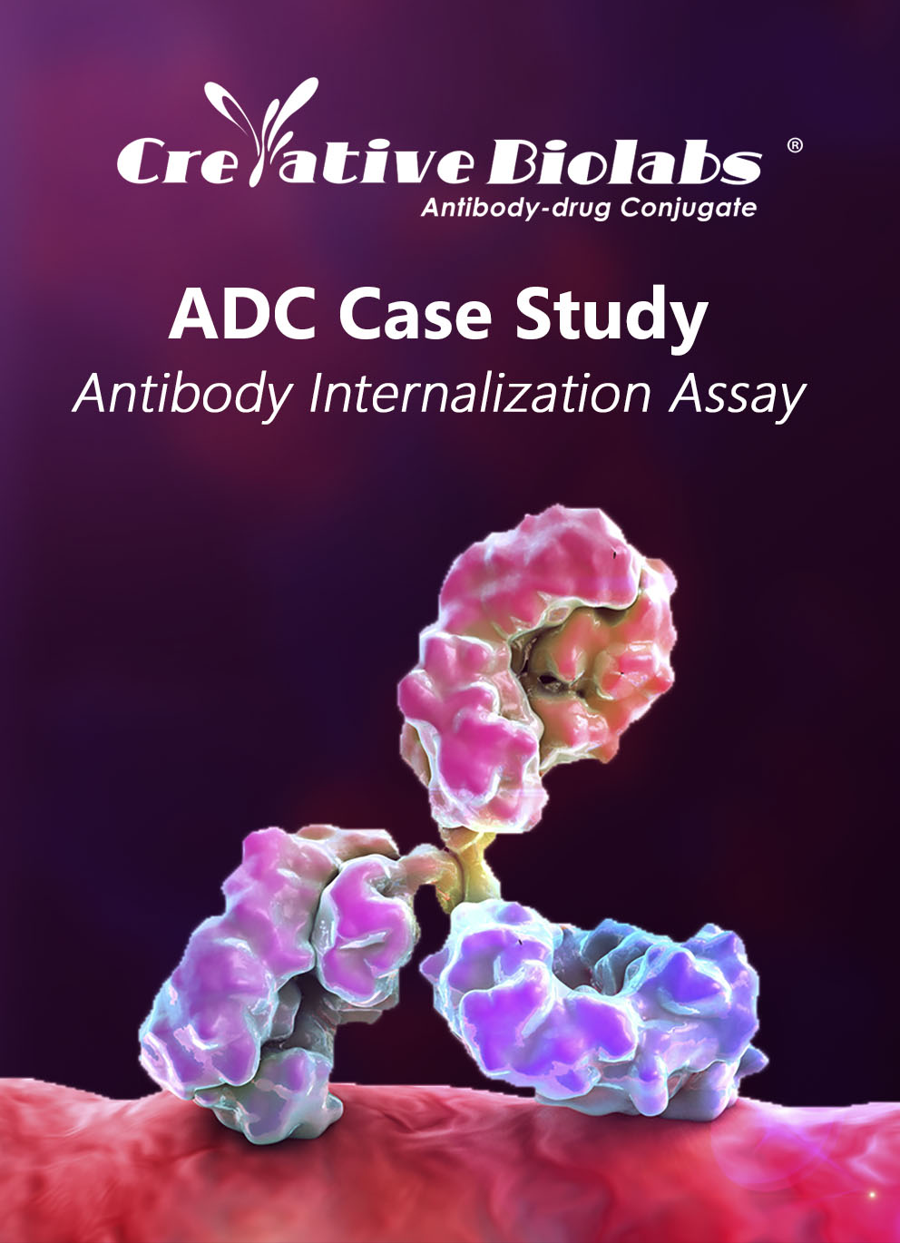 ADC Case Study-Antibody Internalization Assay