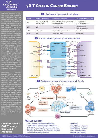 Infographic: γδ T Cells in Cancer Biology