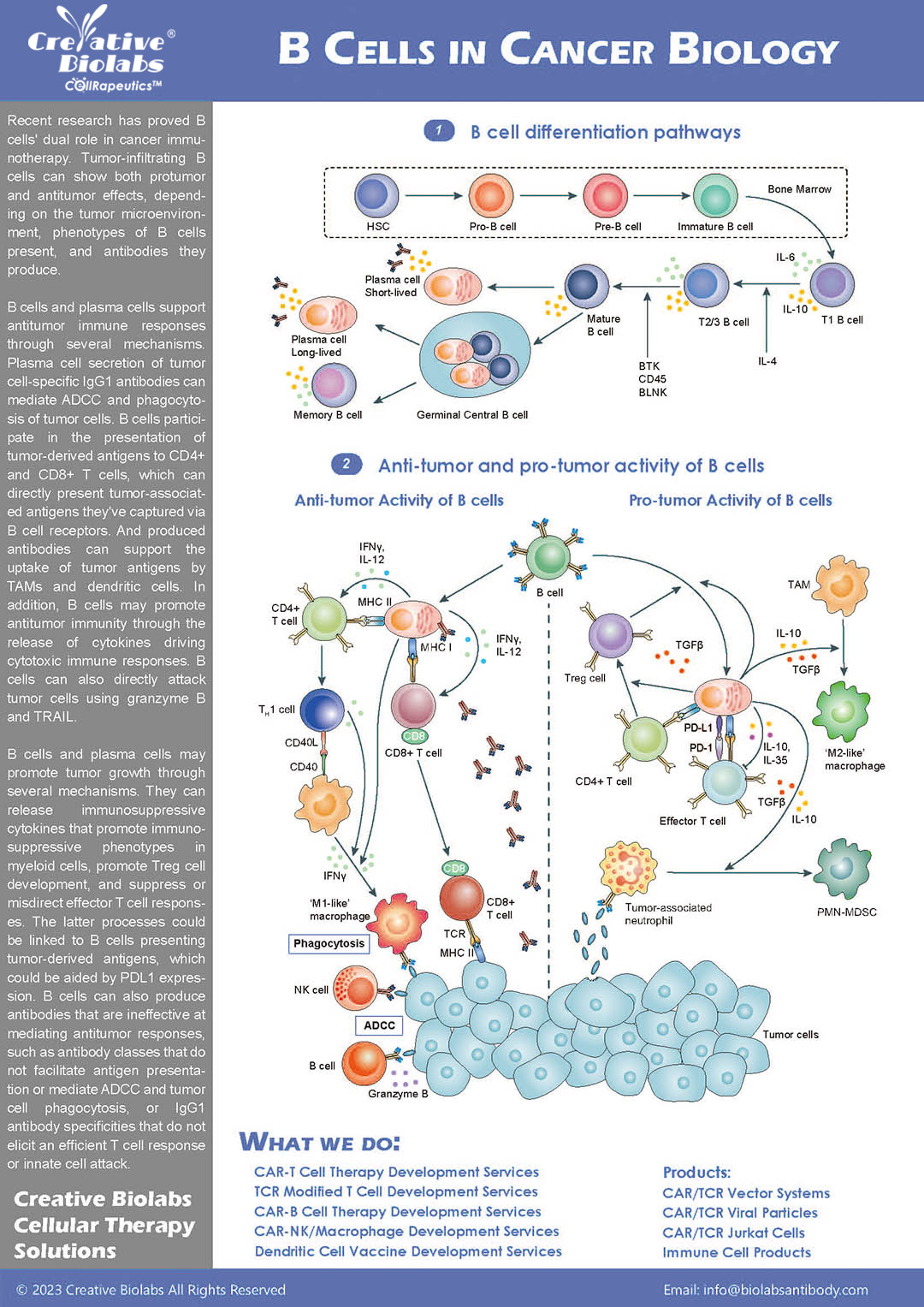 B Cells in Cancer Biology