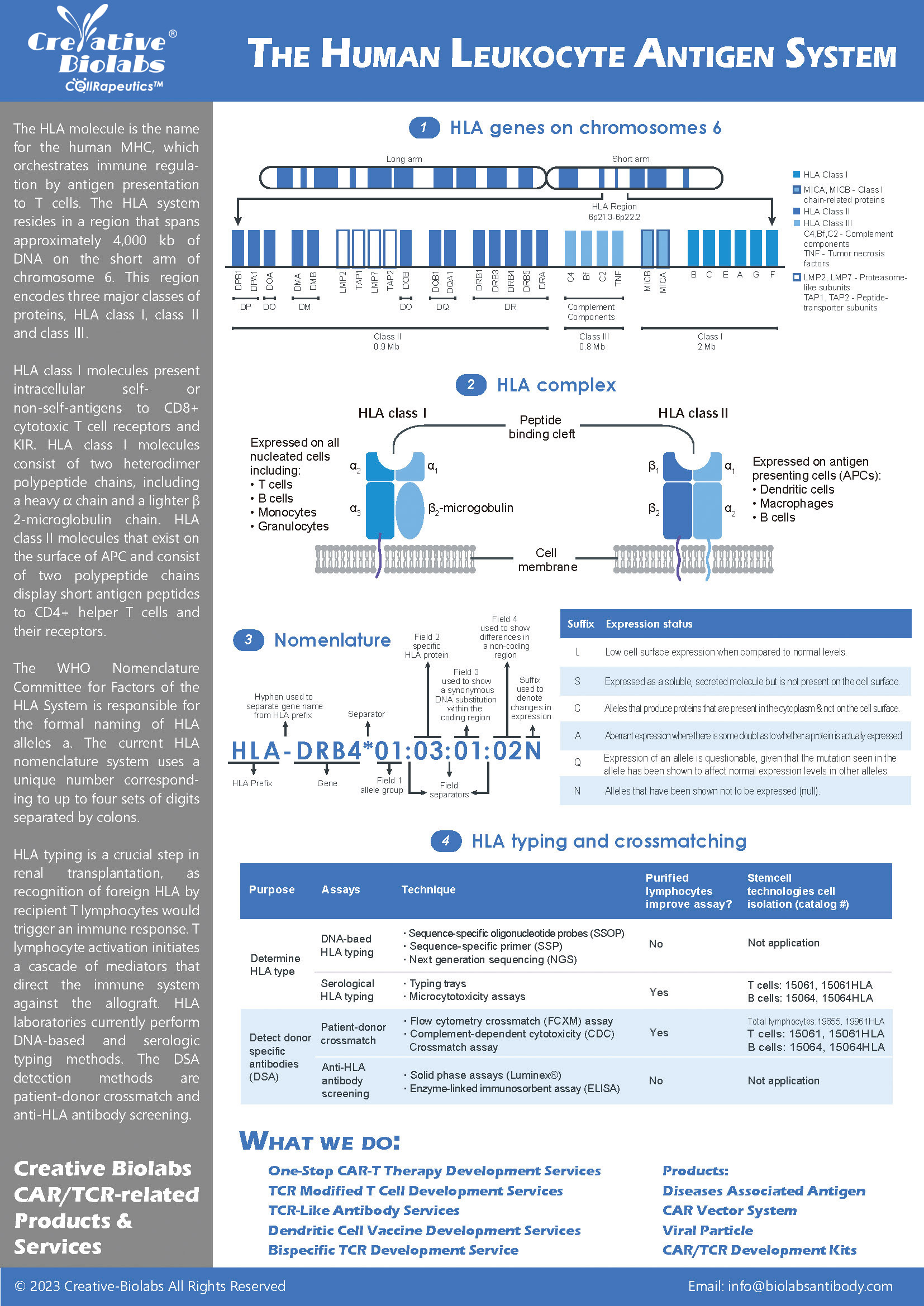The-Human-Leukocyte-Antigen-HLA-System