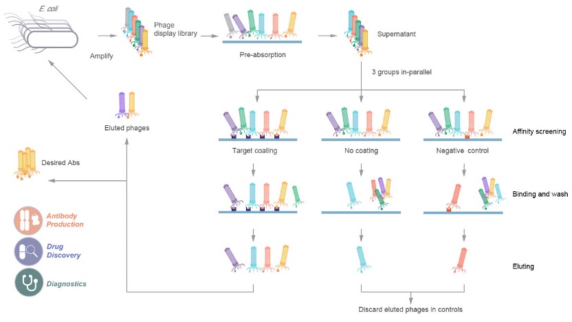 Fig.1 Flow diagram of phage display-based screening. (Creative Biolabs Original)