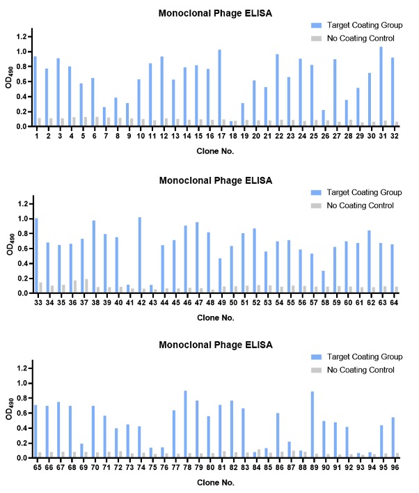 Fig.2 Monoclonal phage ELISA. (Creative Biolabs Original)
