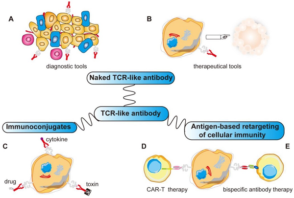 Applications of TCR-like sdAb. (Yang, et al, 2019)