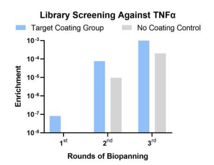 Fig.2 Library screening stage. (Creative Biolabs Original)