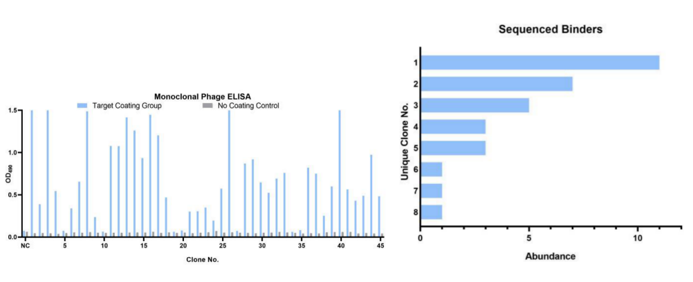 Fig.3 Monoclonal phage ELISA and DNA sequencing. (Creative Biolabs Original)