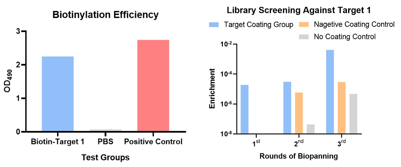 Fig.2 Library screening stage. (Creative Biolabs Original)