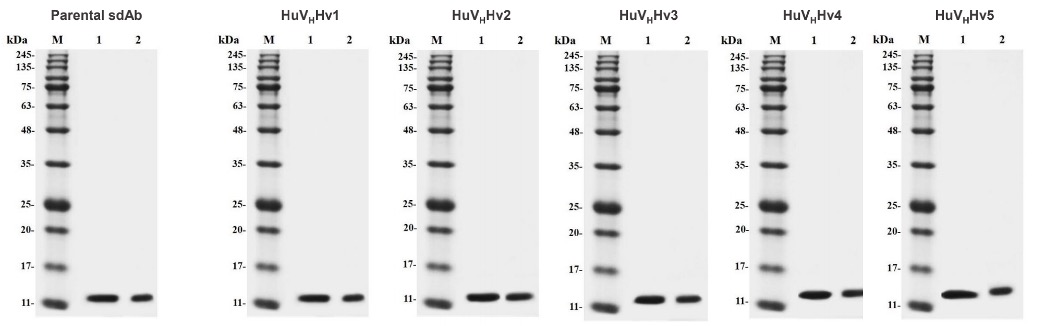 Fig.3 SDS-PAGE result. (Creative Biolabs Original)