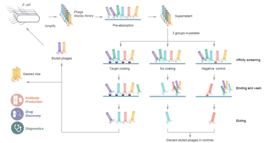 Fig.1 phage display-based screening. (Creative Biolabs Original)
