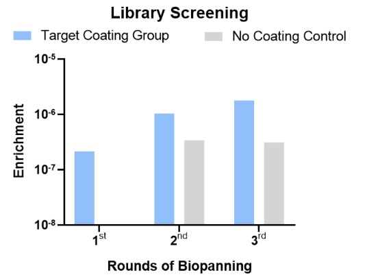 Fig.2 Library screening stage. (Creative Biolabs Original)