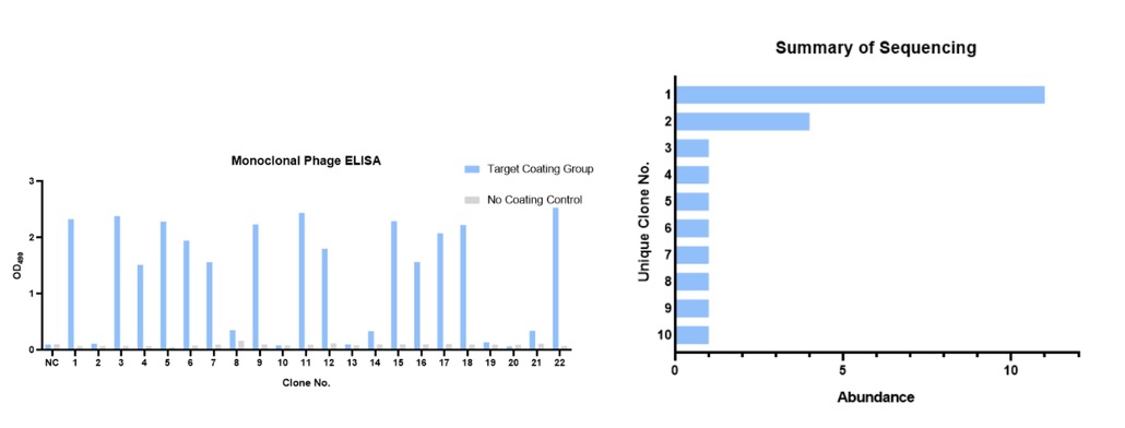 Fig.3 Monoclonal phage ELISA and DNA sequencing. (Creative Biolabs Original)