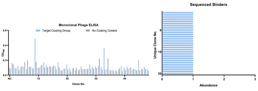 Fig.3 Monoclonal phage ELISA and DNA sequencing. (Creative Biolabs Original)