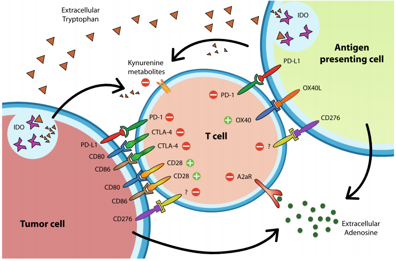 An example of immune checkpoints. (Wierstra, et al., 2019)