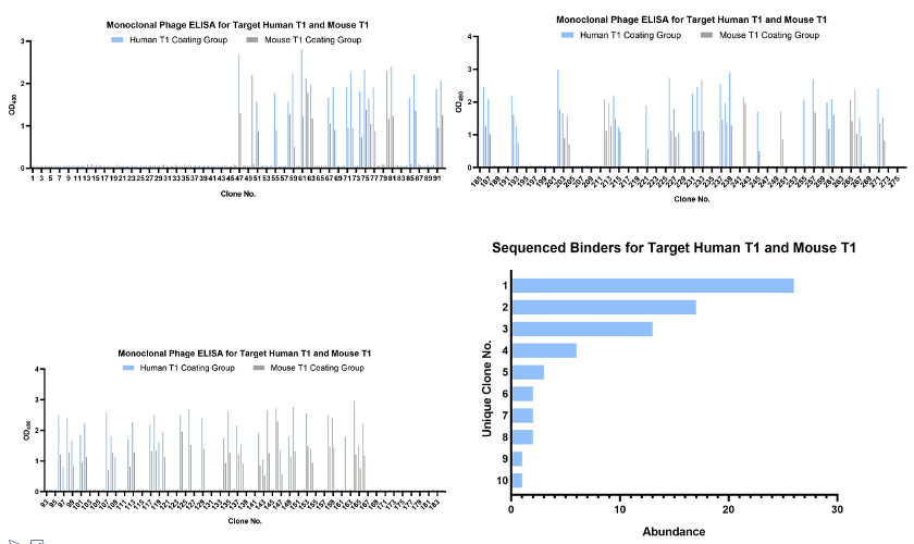 Fig.2 Monoclonal phage ELISA and DNA sequencing. (Creative Biolabs Original)