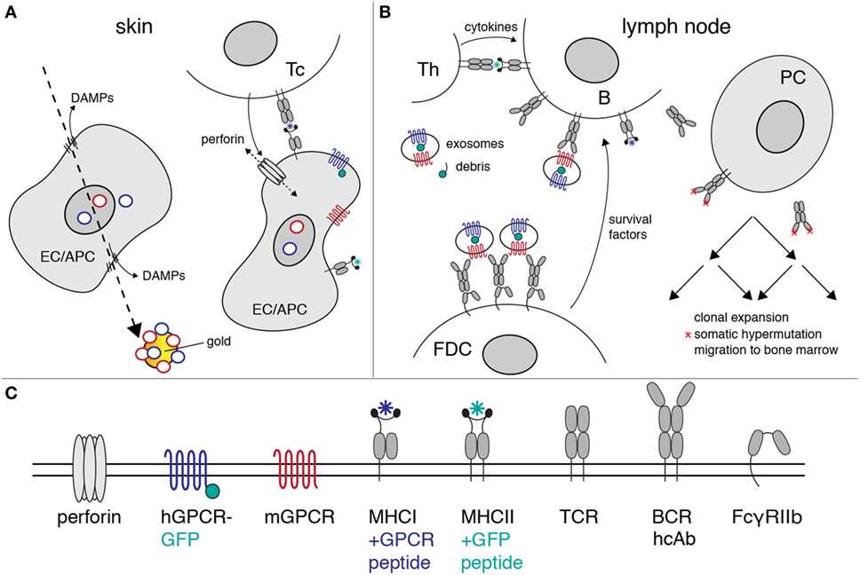Fig. 1 Proposed mechanism of heavy-chain antibody induction by genetic immunization.