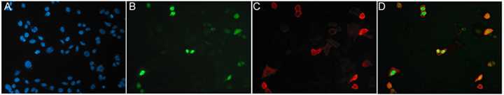 Fig. 2 CHO cells were transiently co-transfected with expression vectors to identify specific binders.
